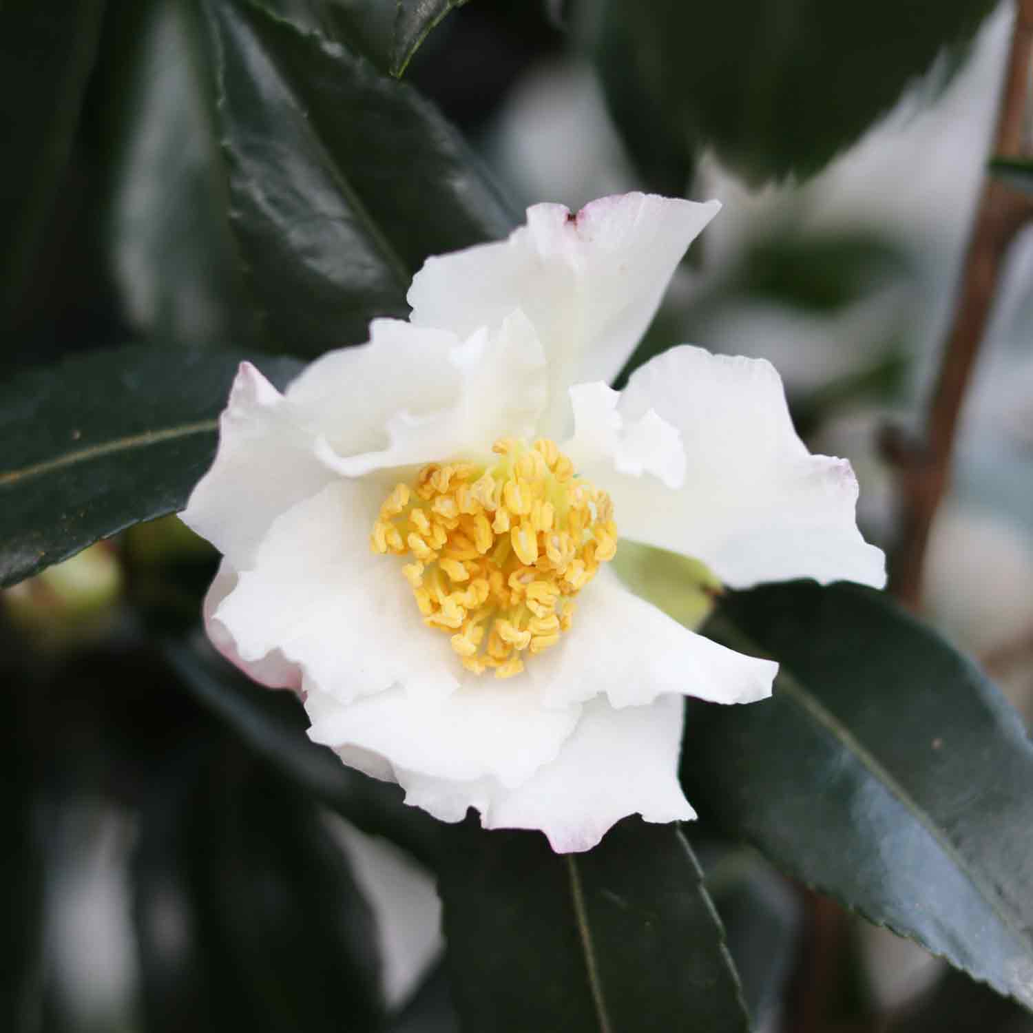 Camellia - Camellia sasanqua 'Hino de Gumo'