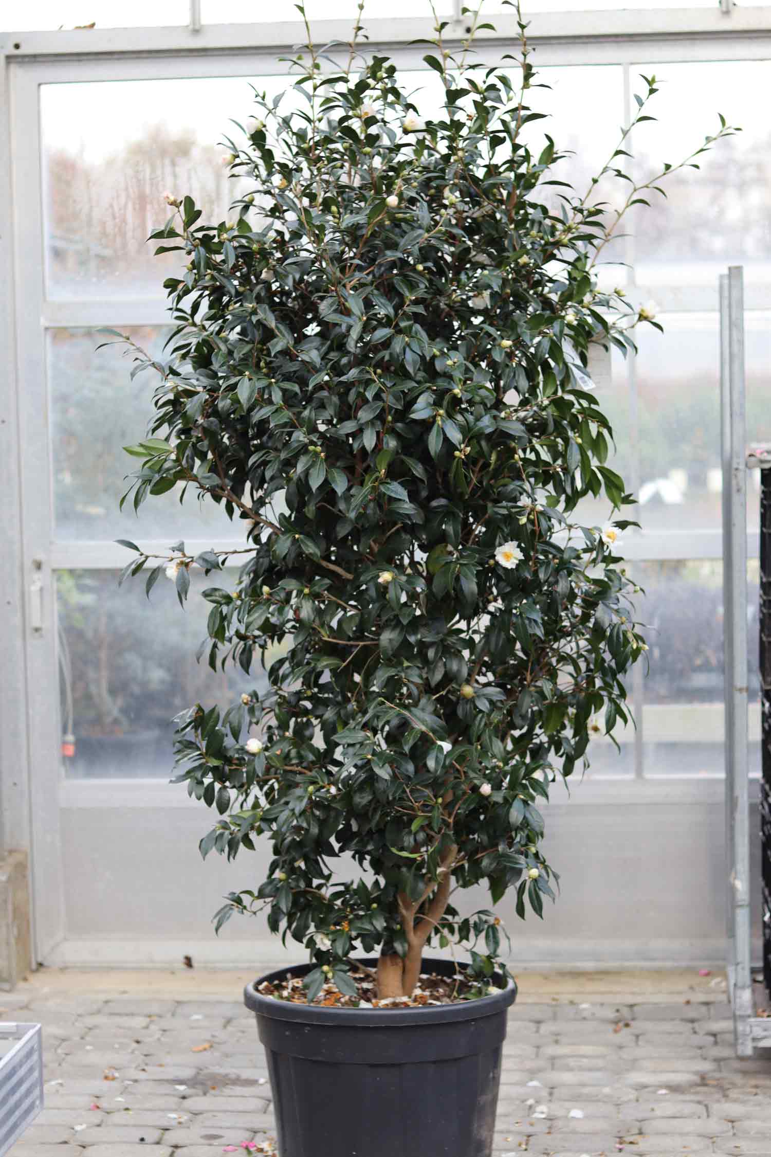 Camellia sasanqua Hinode Gumo 70L