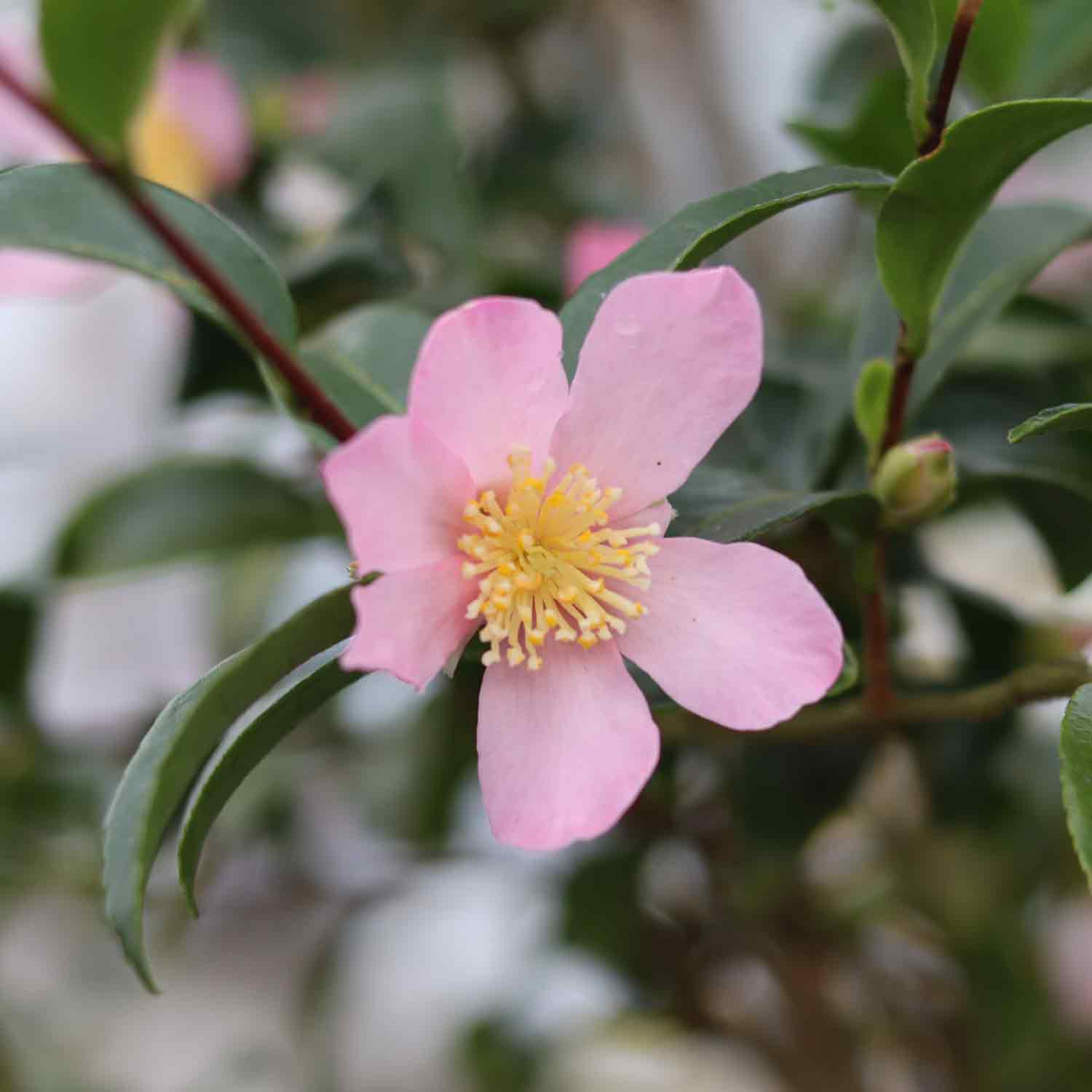 Camellia - Camellia sasanqua 'Maiden Blush'