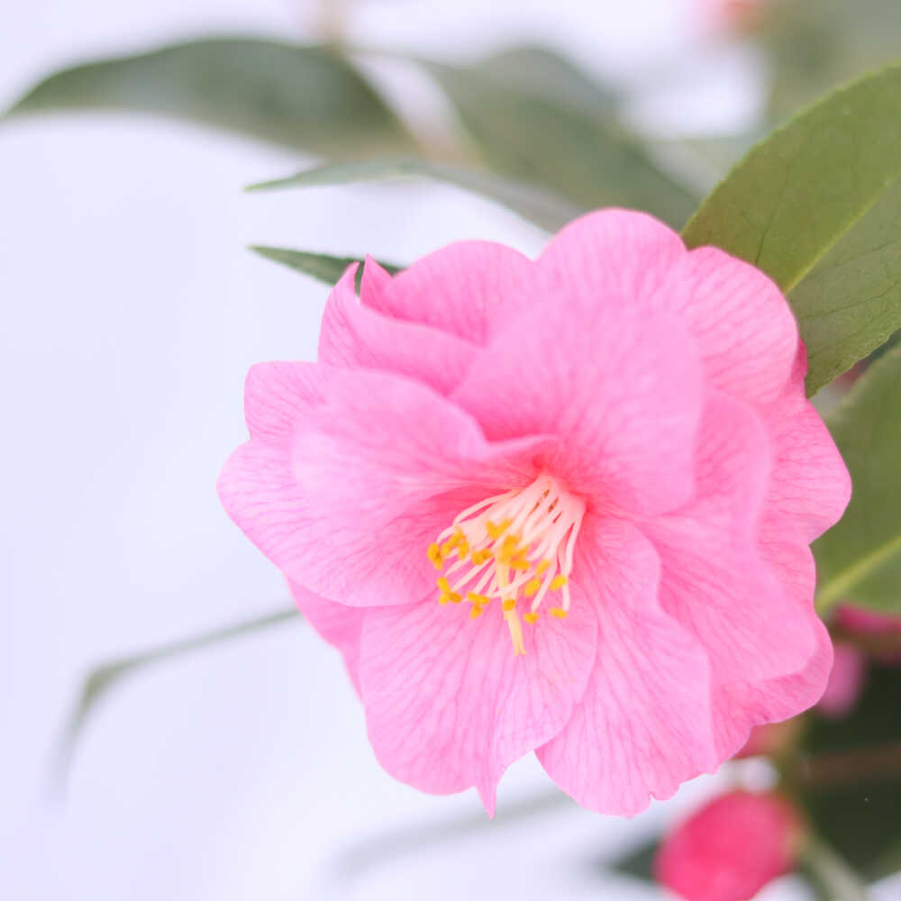 Camellia j. 'Spring festival' 50/60 C.5