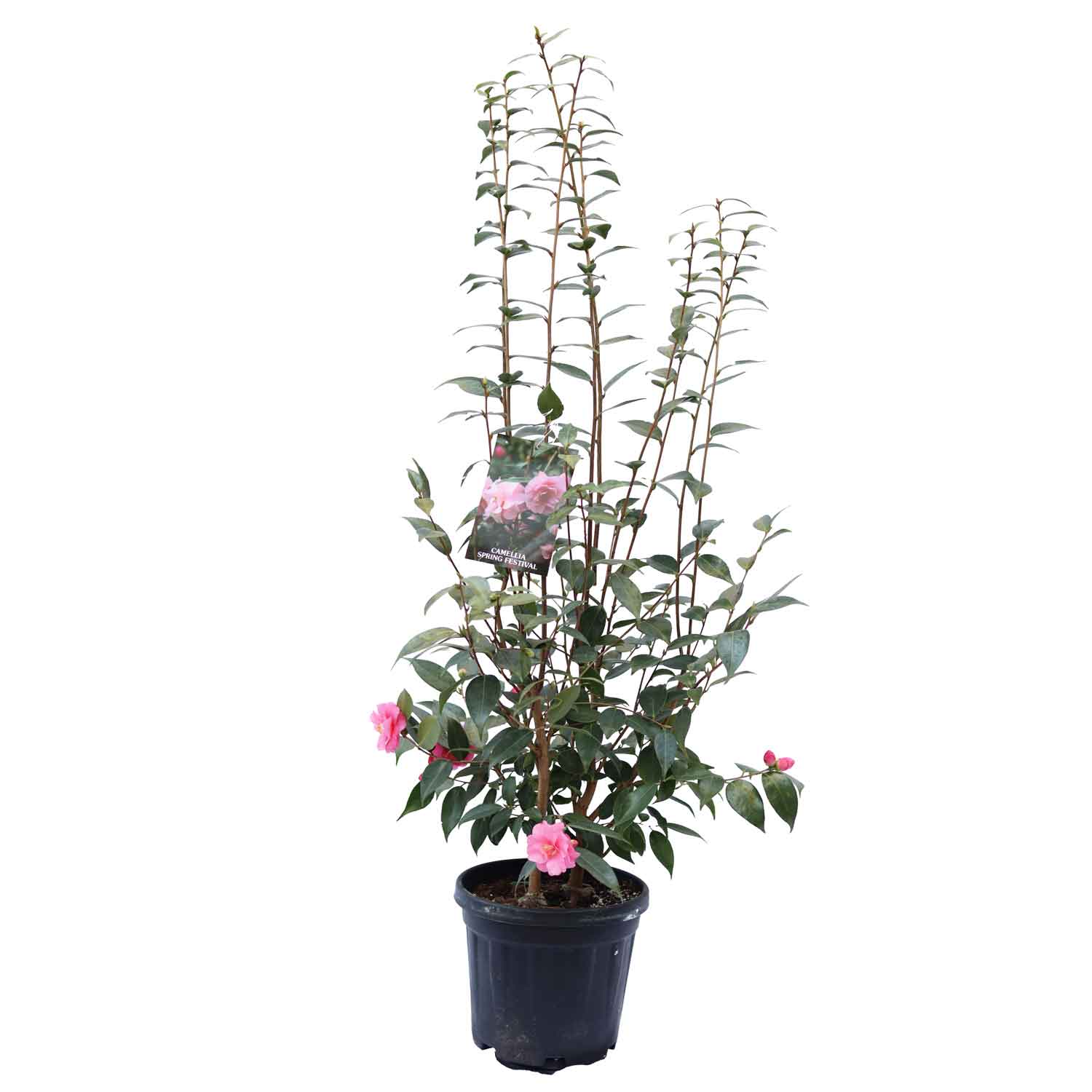 Camellia jap Spring Festival 6L 80cm