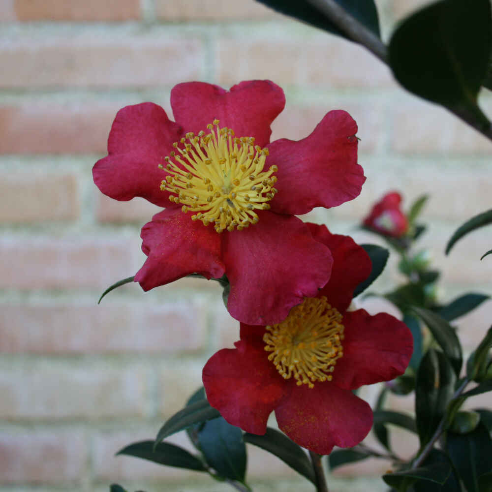 Kamelia - Camellia vernalis 'Yuletide'