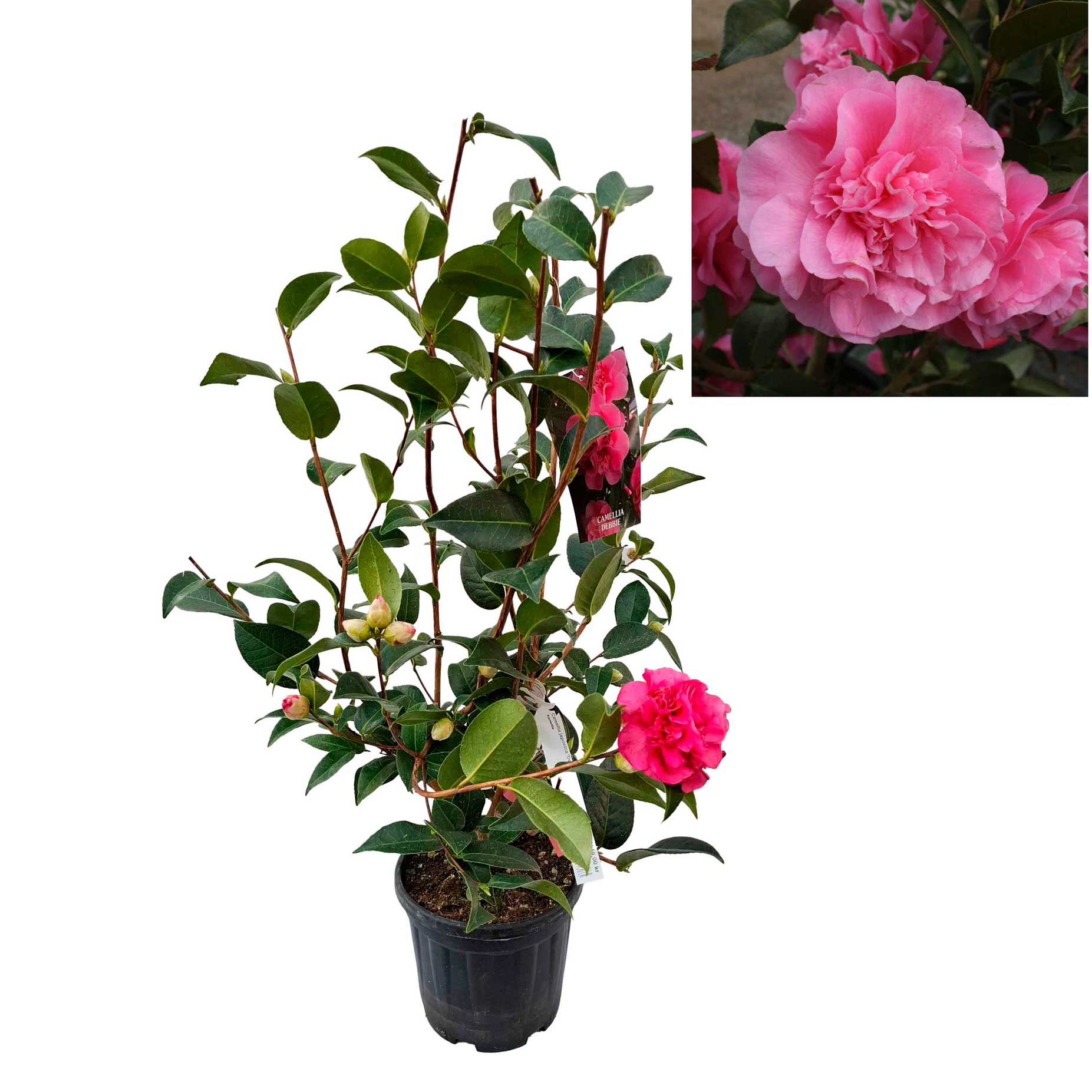 Camellia japonica Debbie 4,5L