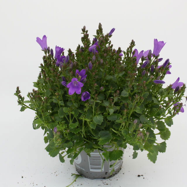 Campanula portenschlagiana 'Get Mee®'