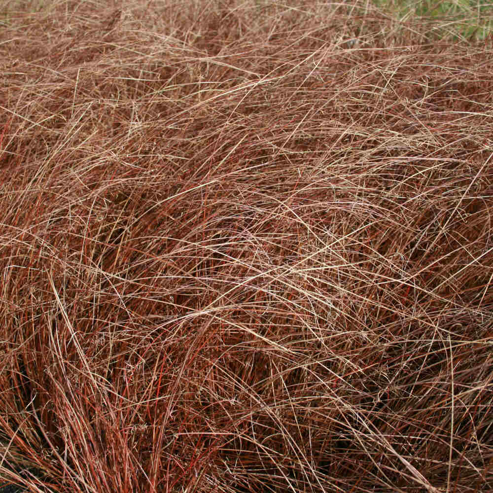 Carex buchanaii 'Red Rooster' 1L