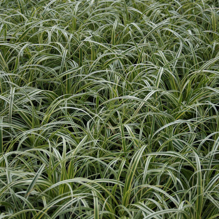 Carex 'Feather Falls' 9cm