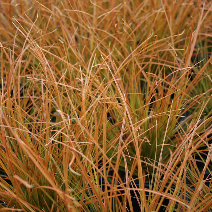 Carex testacea 'Prairie Fire' 9cm