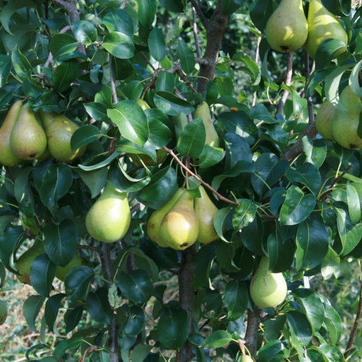 CAROLA PYRUS COMMUNIS