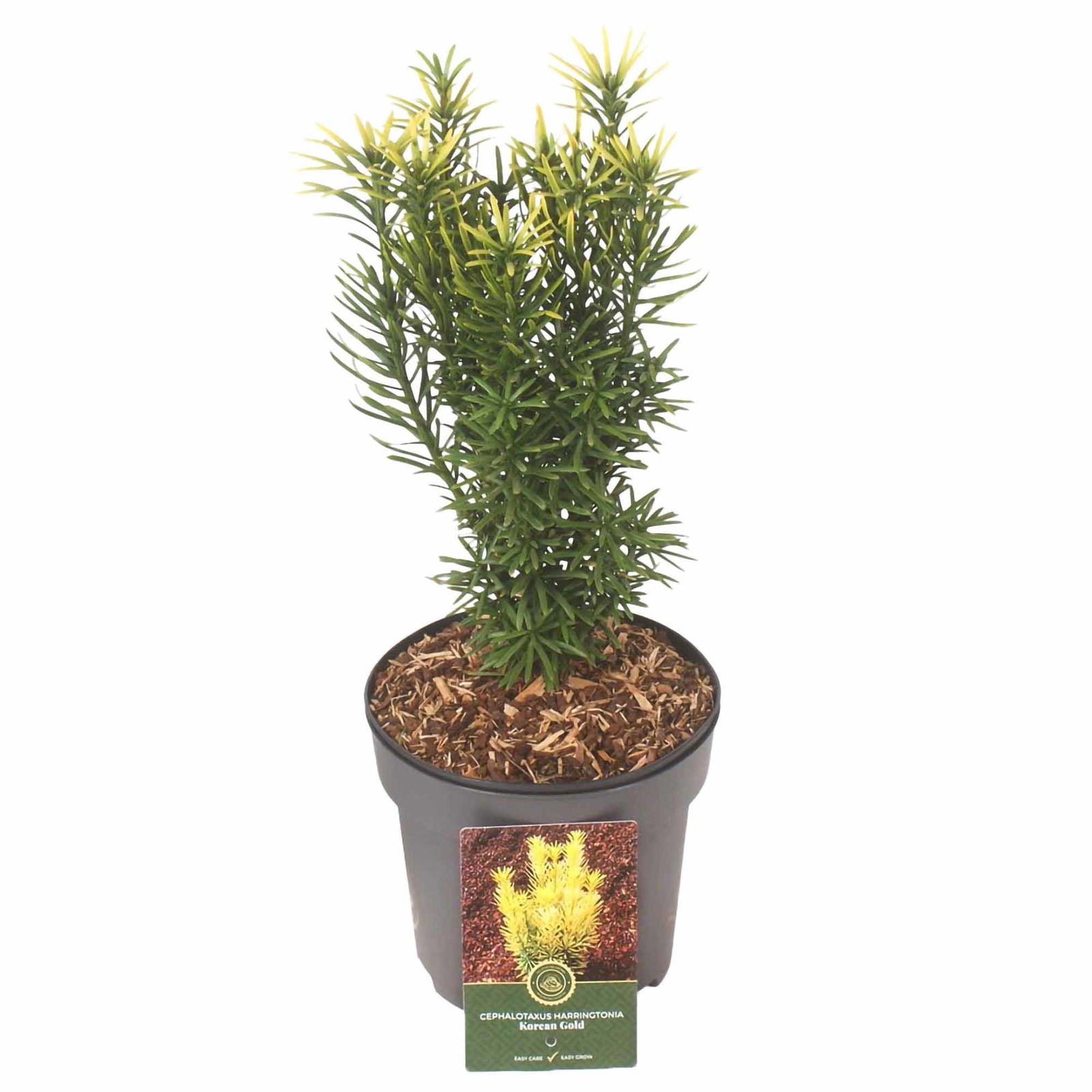 Cephalotaxus harringtonii 'Korean Gold' C2,5