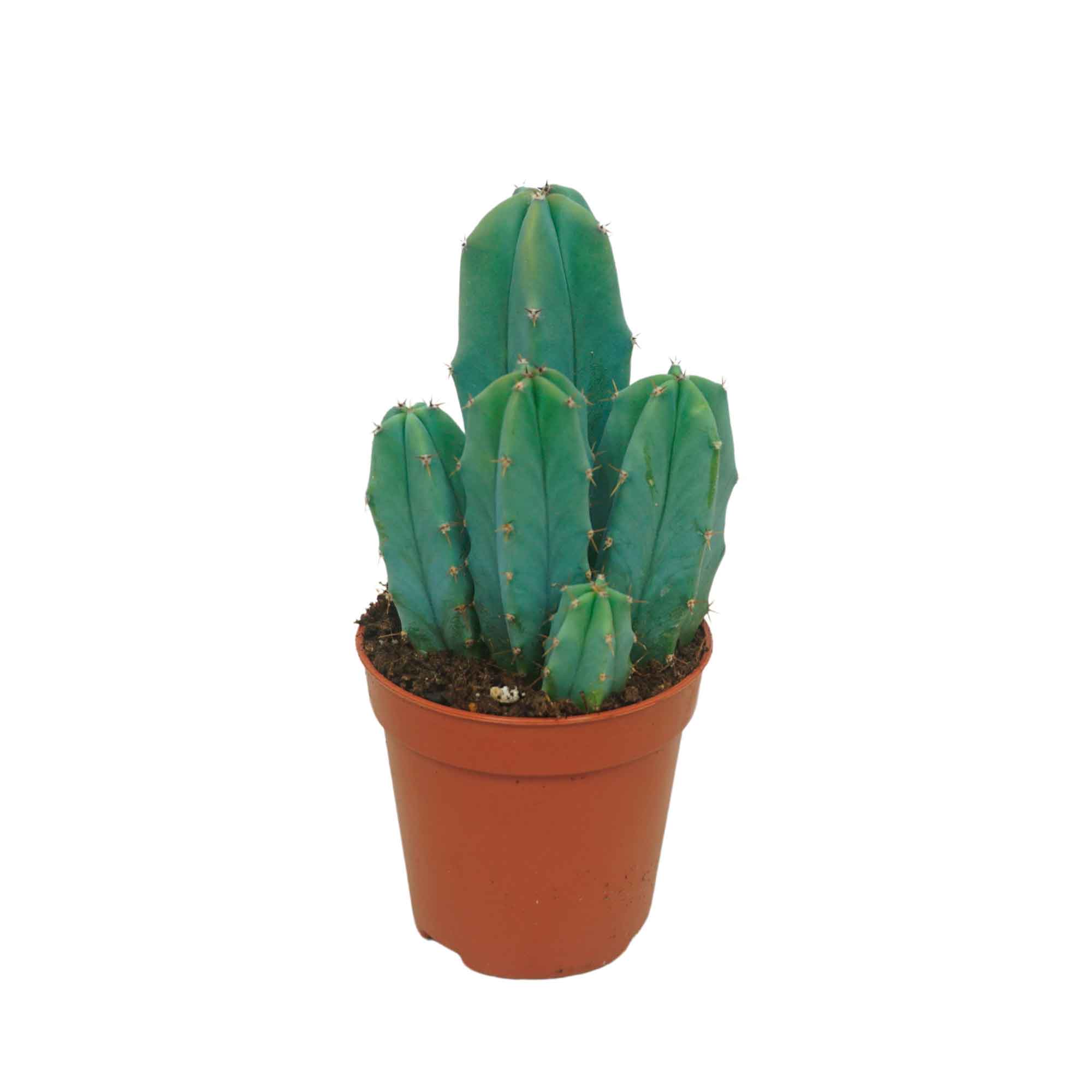 Cereus 10,5cm