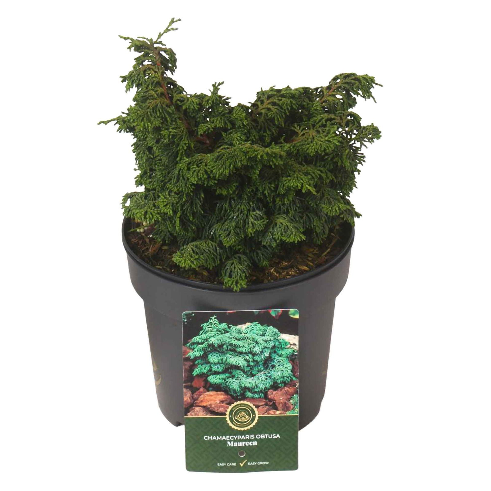 Chamaecyparis Obtusa 'Maureen' C2,5