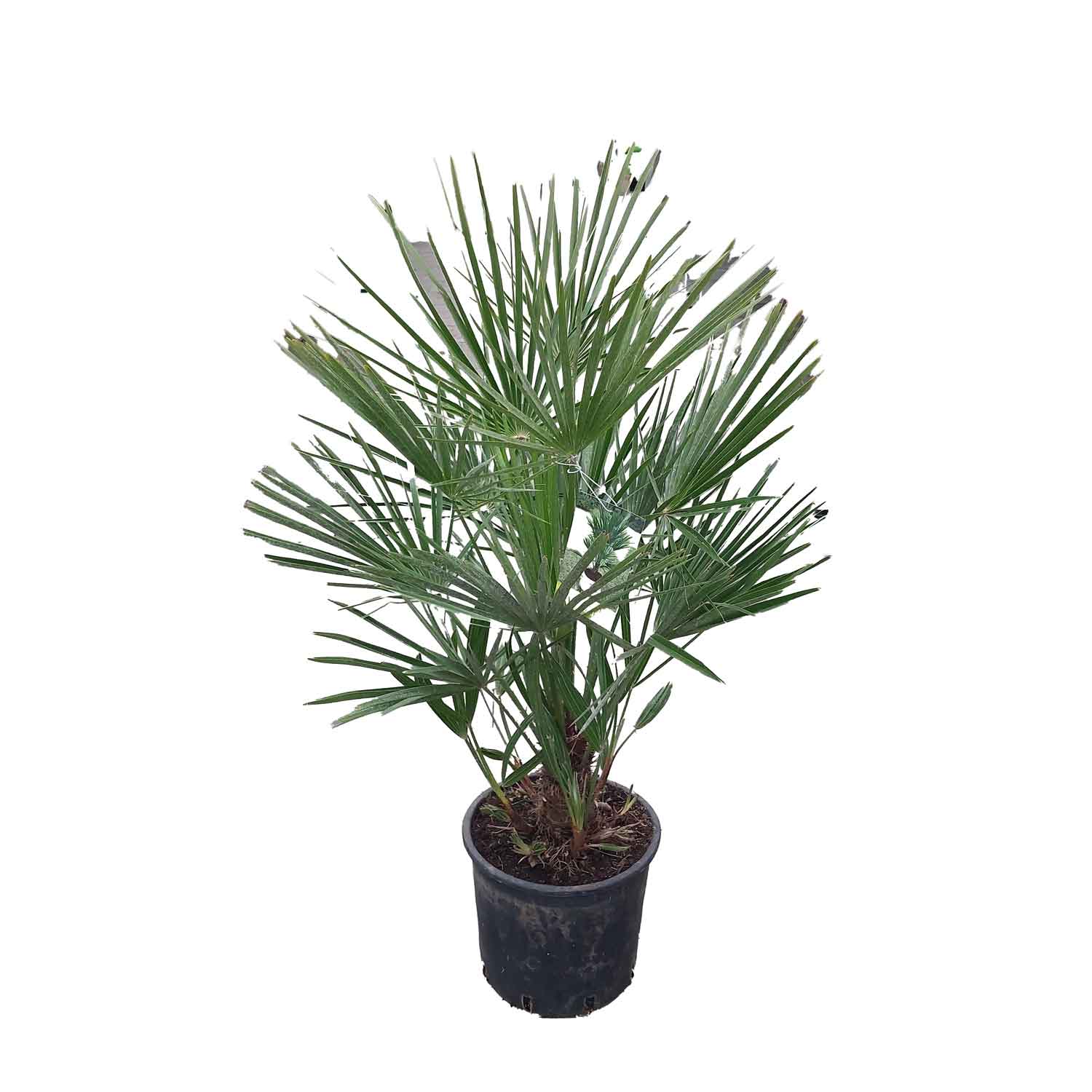 CHAMAEROPS HUMILIS