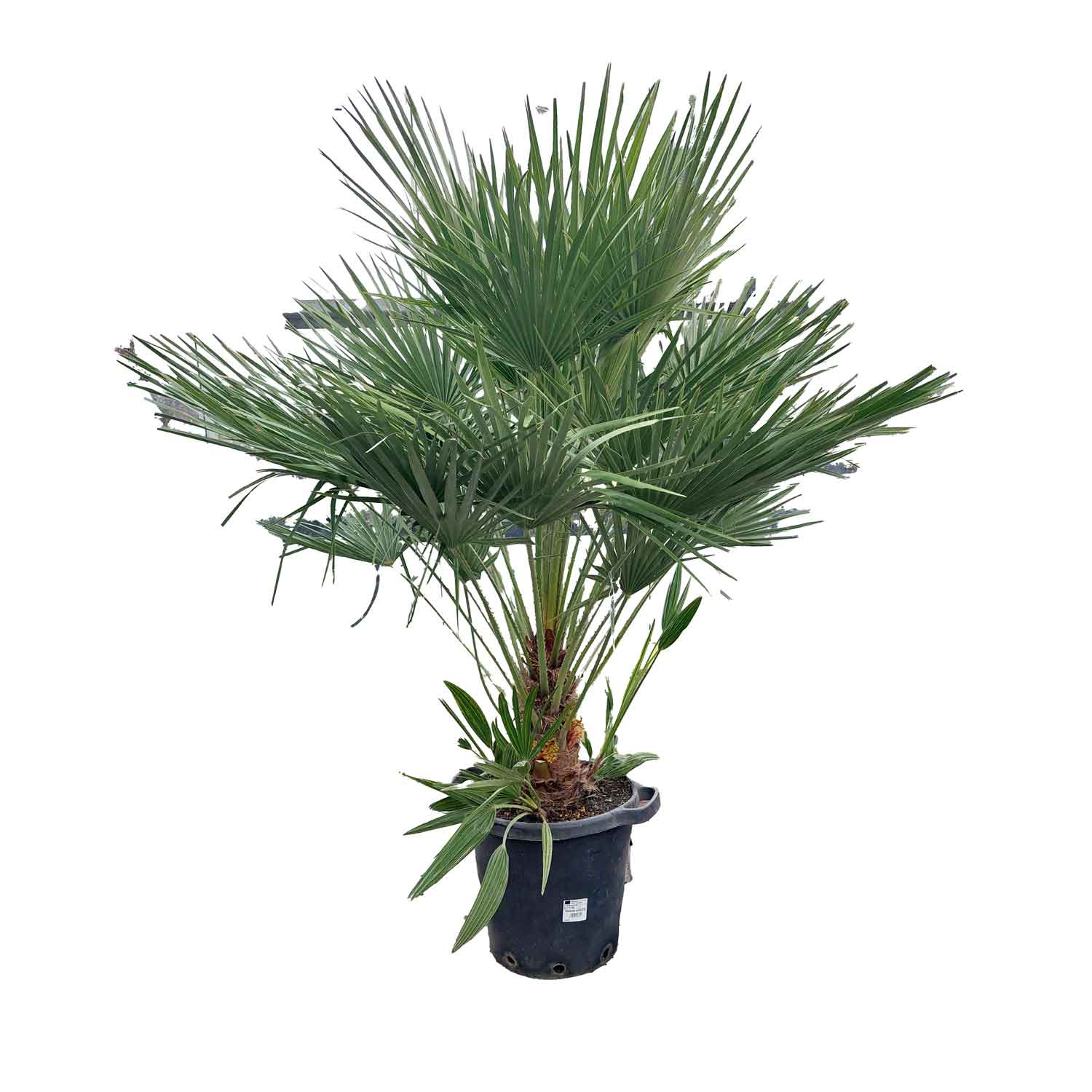 CHAMEROPS Humilis 35 cm