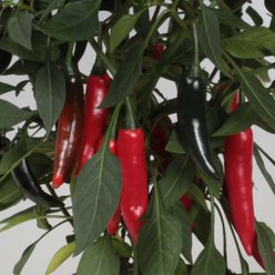 Chiliplante - Capsicum 'Cayenetta' 11,5 cm. pot.