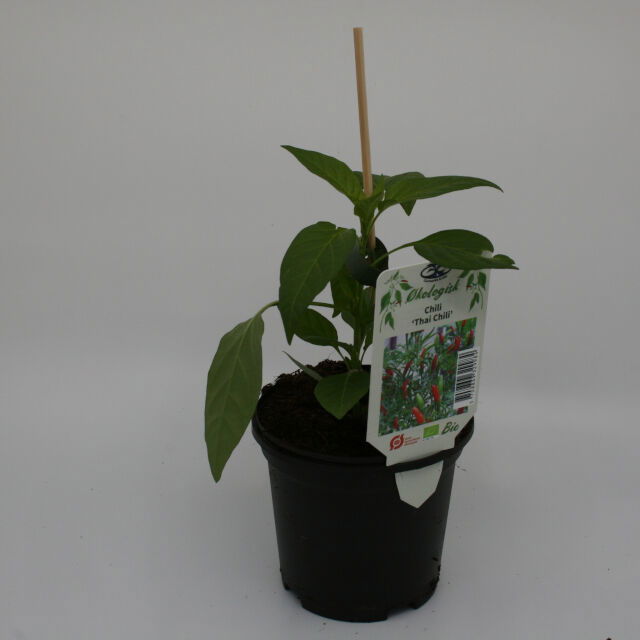 Chiliplante - Capsicum 'Thai Chili' 11,5 cm. pot.