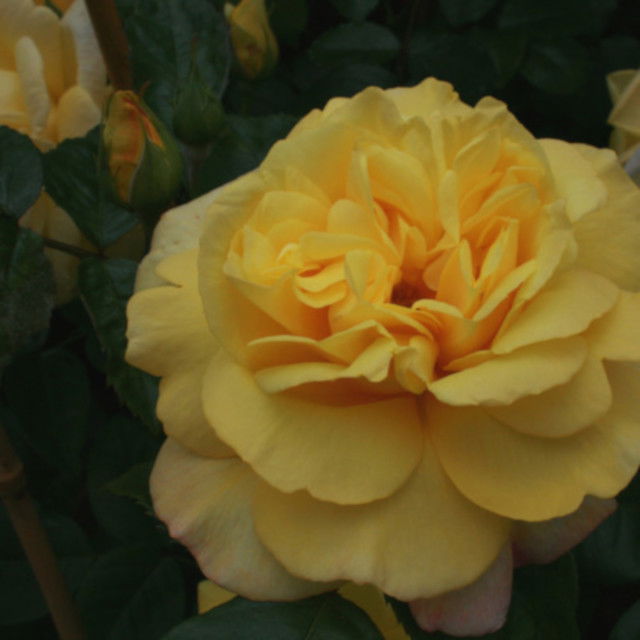 Climbing rose 'Chinatown'