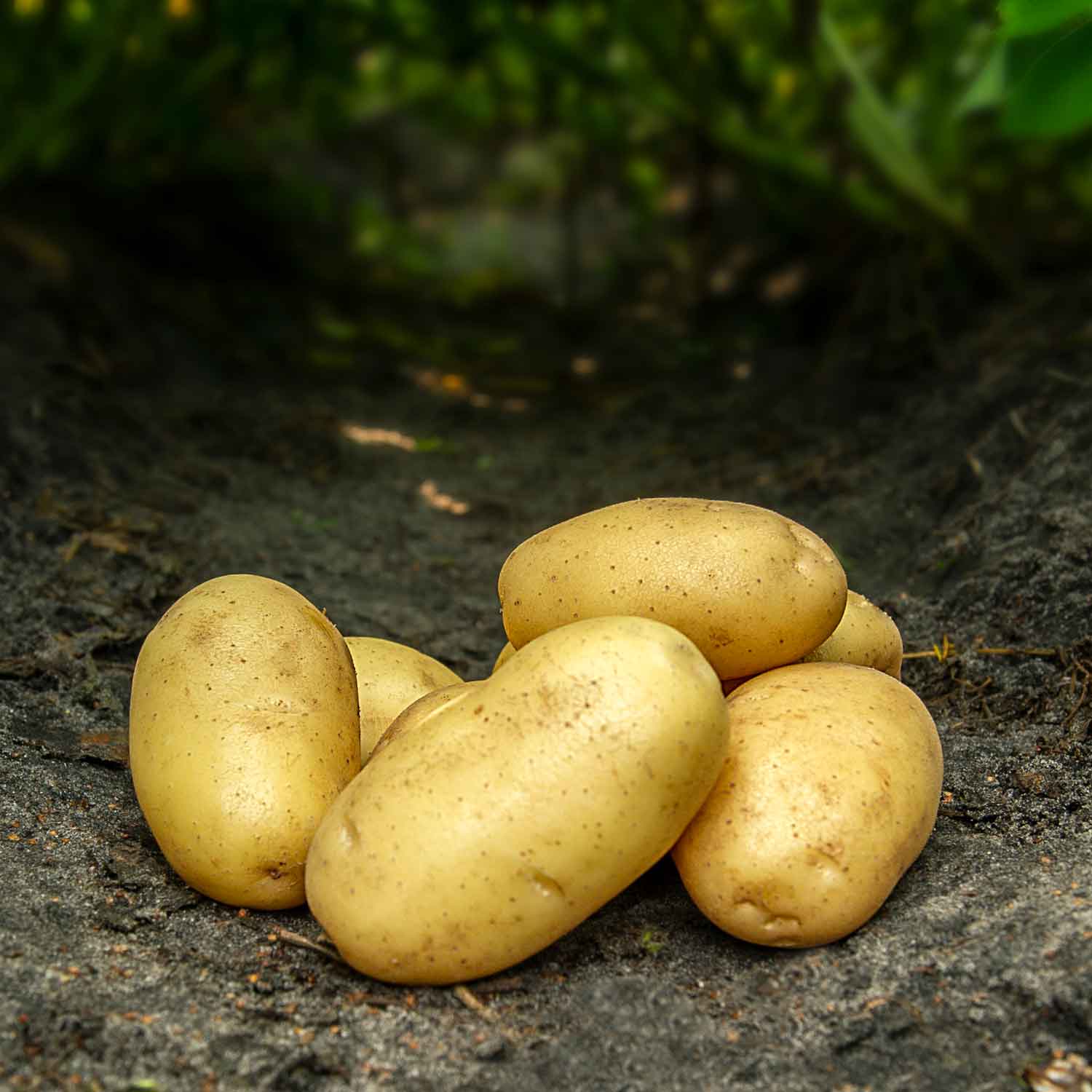 Seed potato - Cimega - NEW 2024