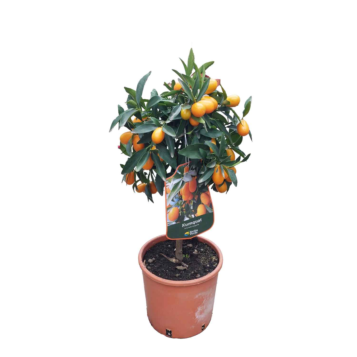 Citrus Kumquat 20 Cm Potte