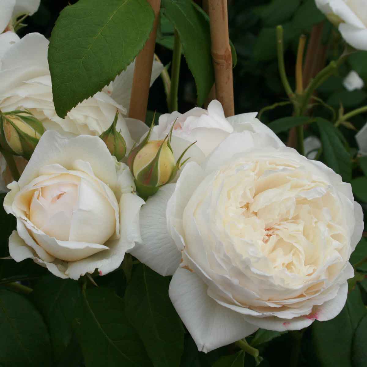 Rose 'Claire Austin' (Ausprior)