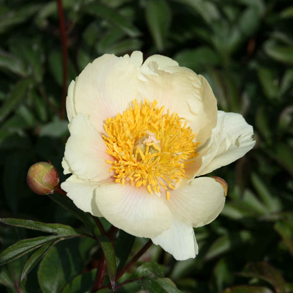 Silk peony - Paeonia lactiflora 'Claire de Lune'