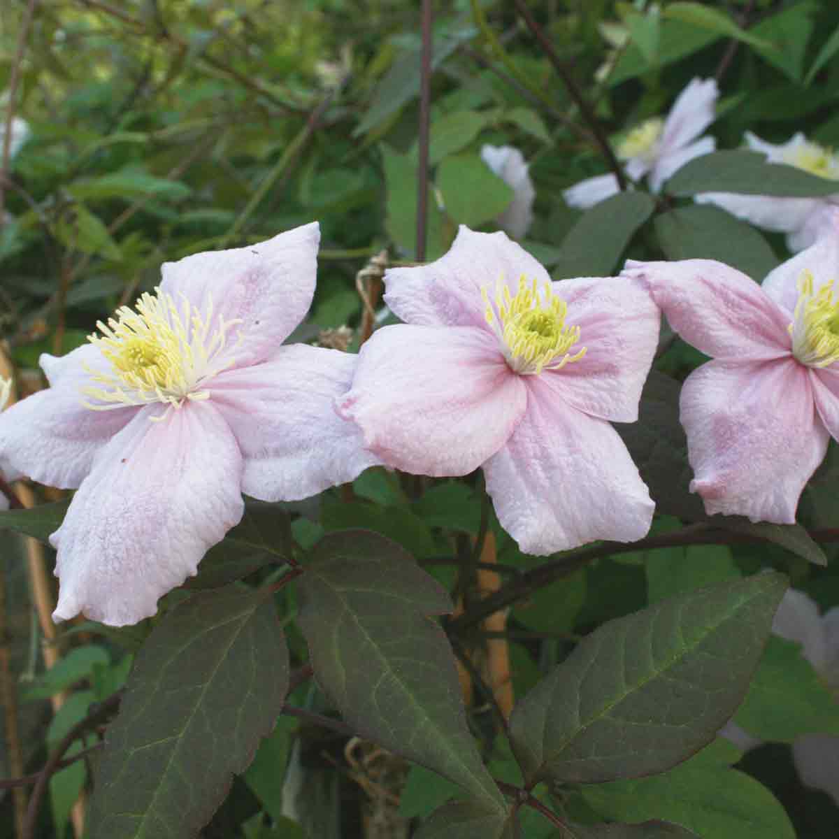 Clematis montana Mayleen