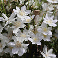 Clematis <br>- tidlige og småblomstrede