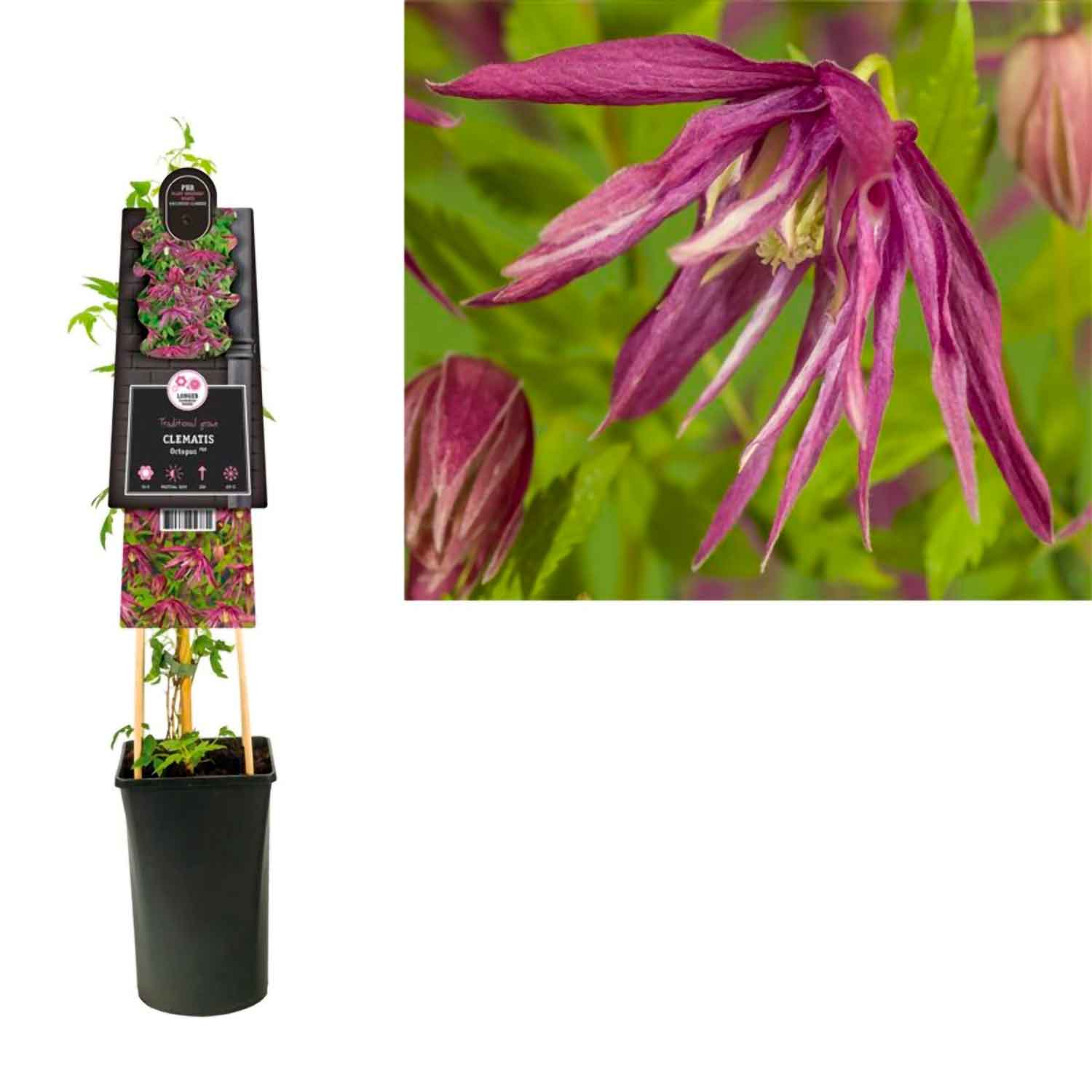 Clematis Octopus Zooct Pbr 2 L Potte