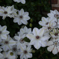 Klematis - Clematis