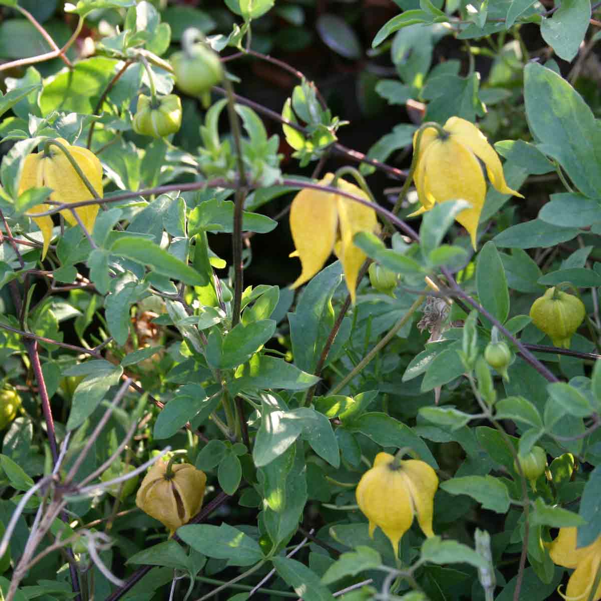 Clematis Little Lemons