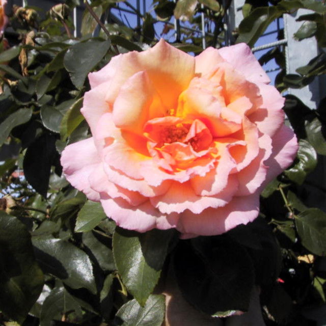 Climbing rose 'Compassion'