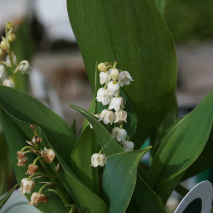 Convallaria Majalis