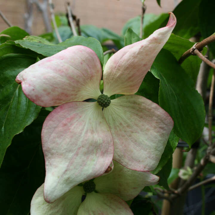 Cornus kousa 'Satomi'