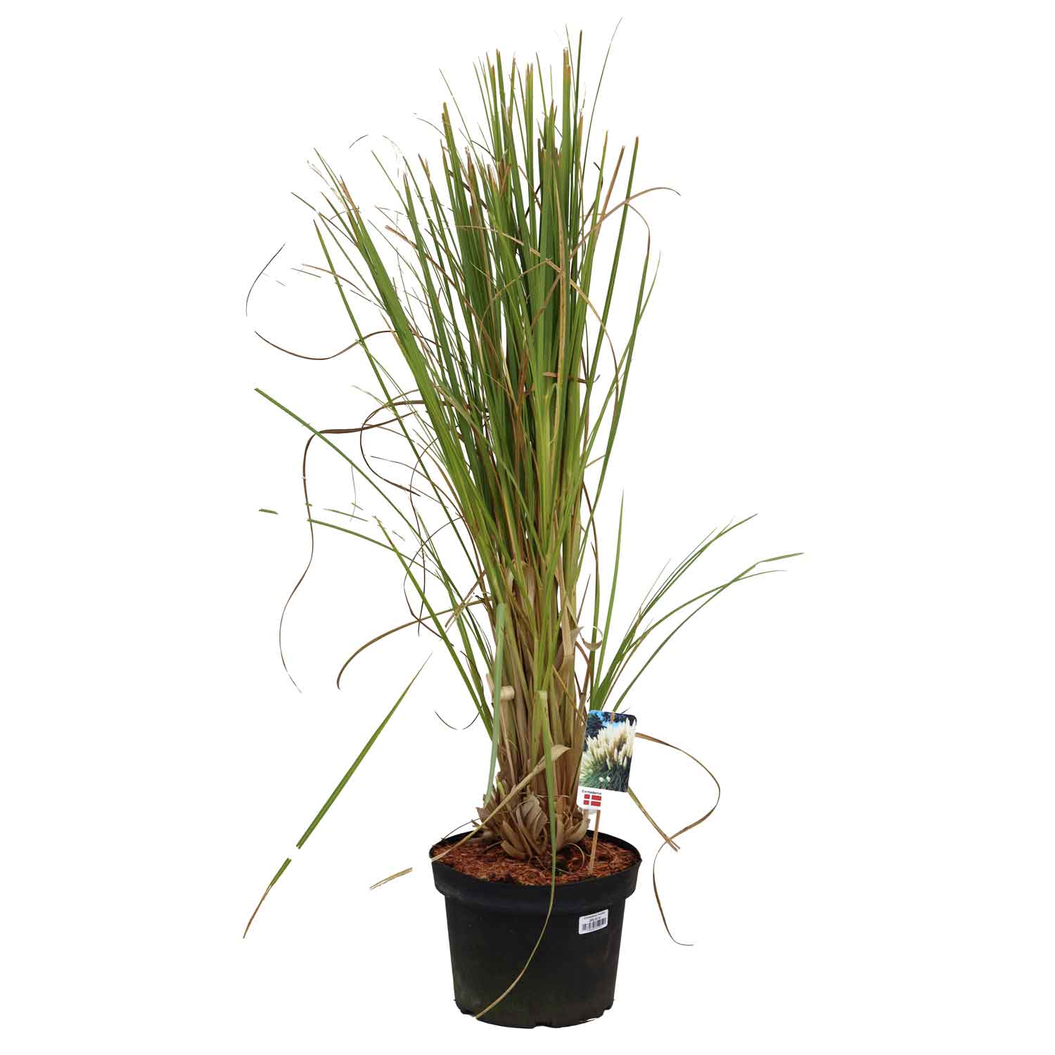 Cortaderia Pumila