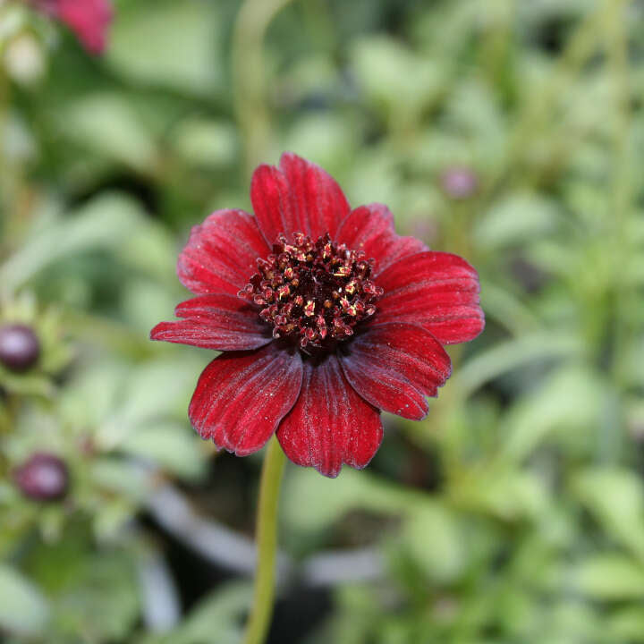 Chocoladeblomst - Cosmos atrosan. 'Chocamocha'