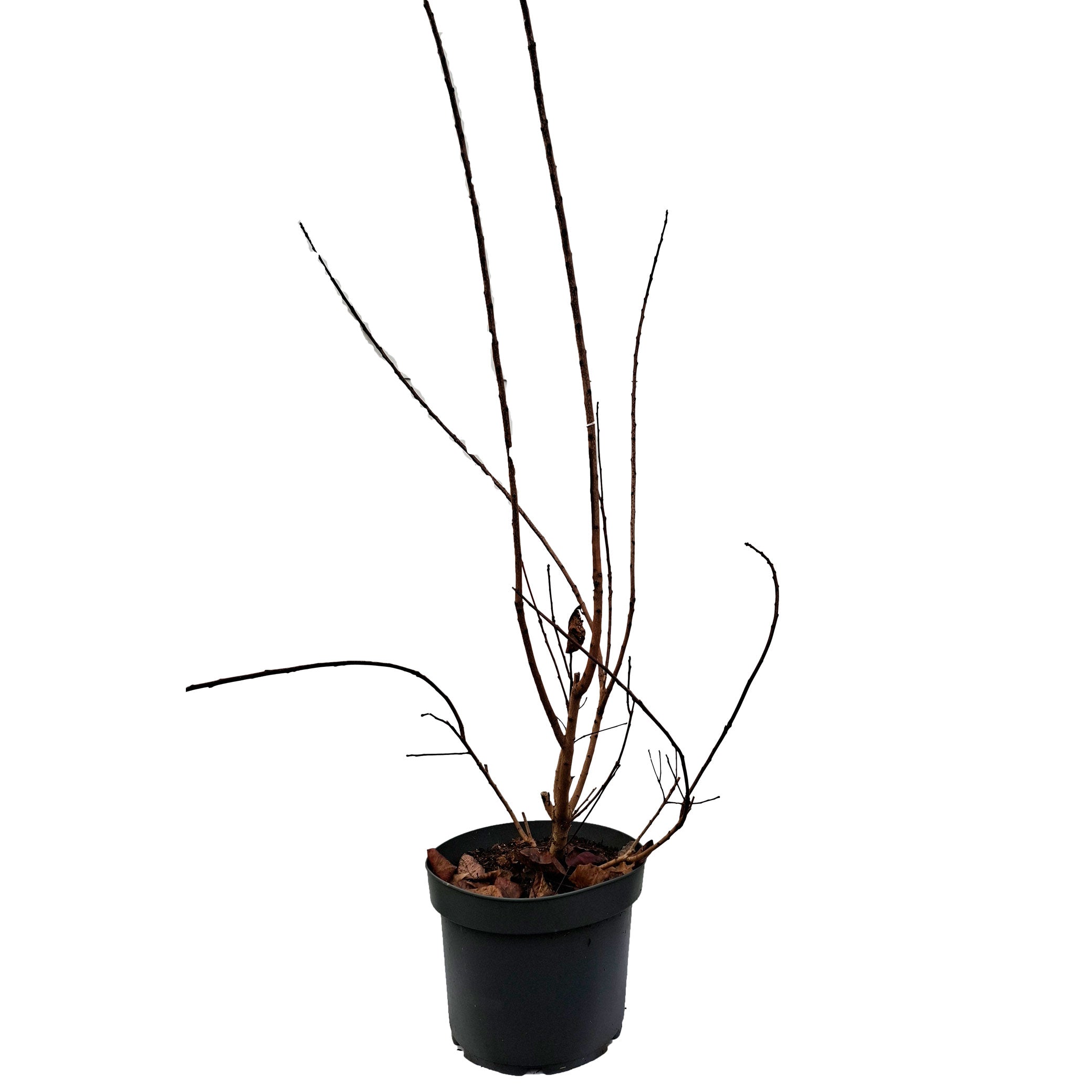 Cotinus cog. 'Royal Purple' 50-60 cm 10L