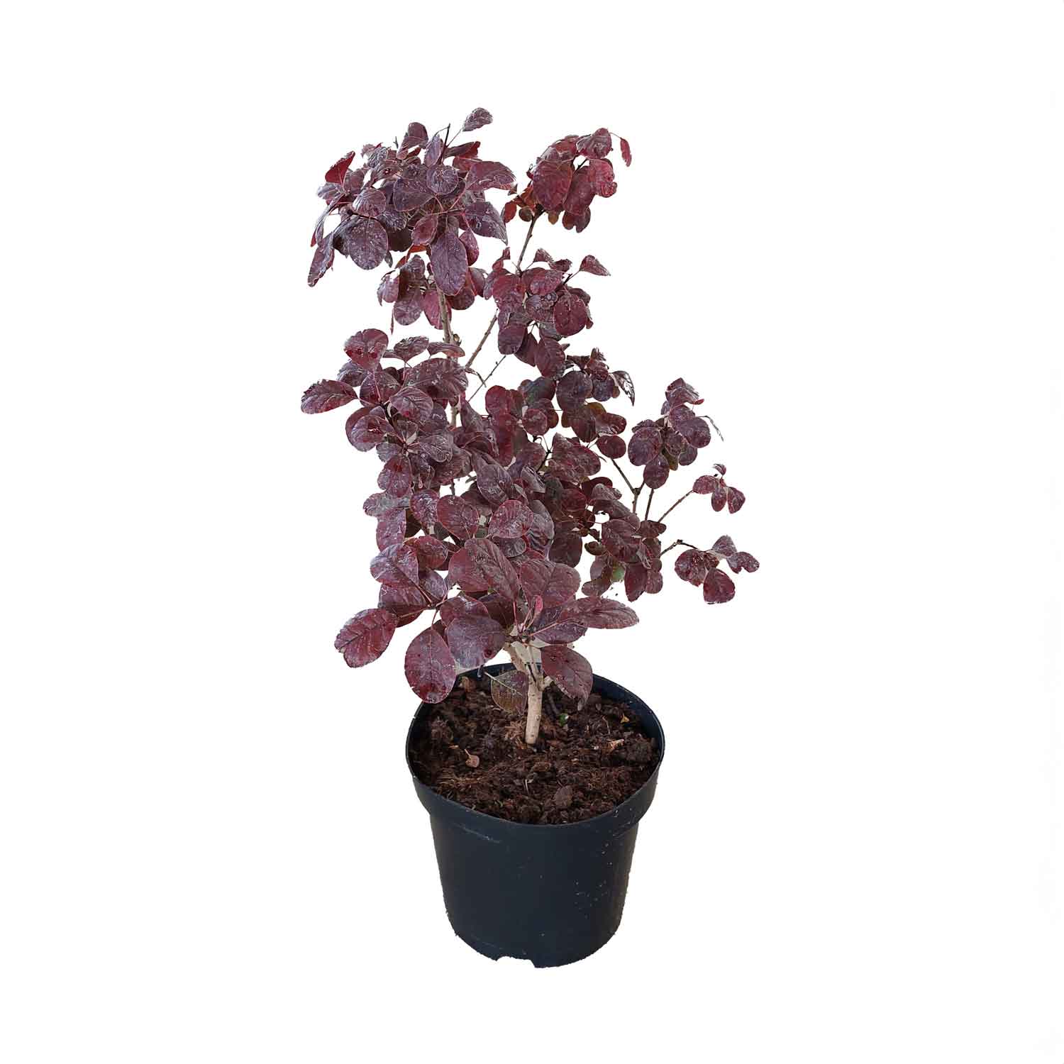 Cotinus c. 'Royal Purple' - C5