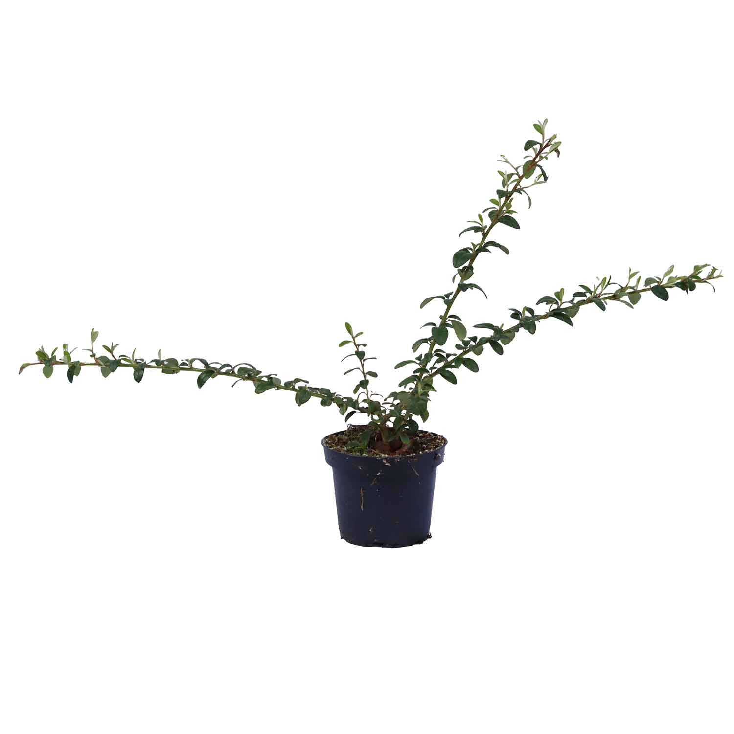 Cotoneaster Coral Beauty 10 cm. pot.