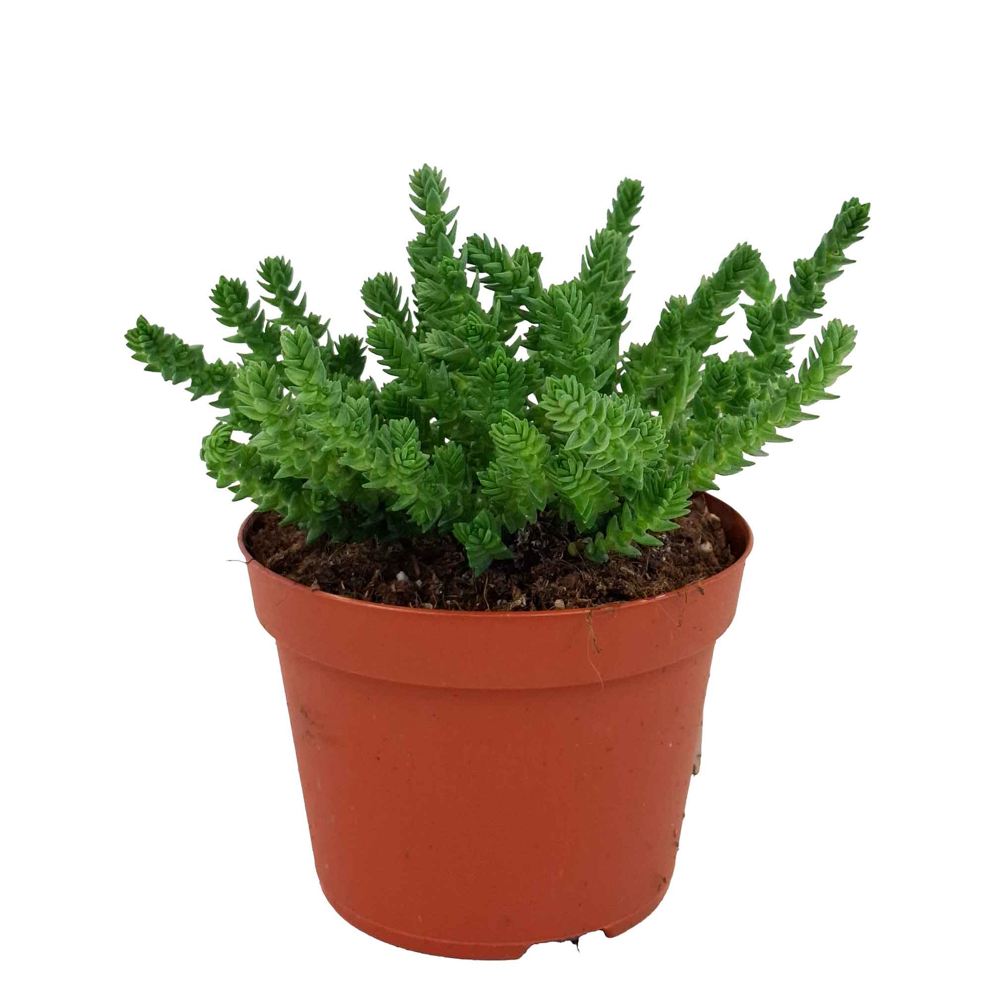 Crassula licopodioides 11cm