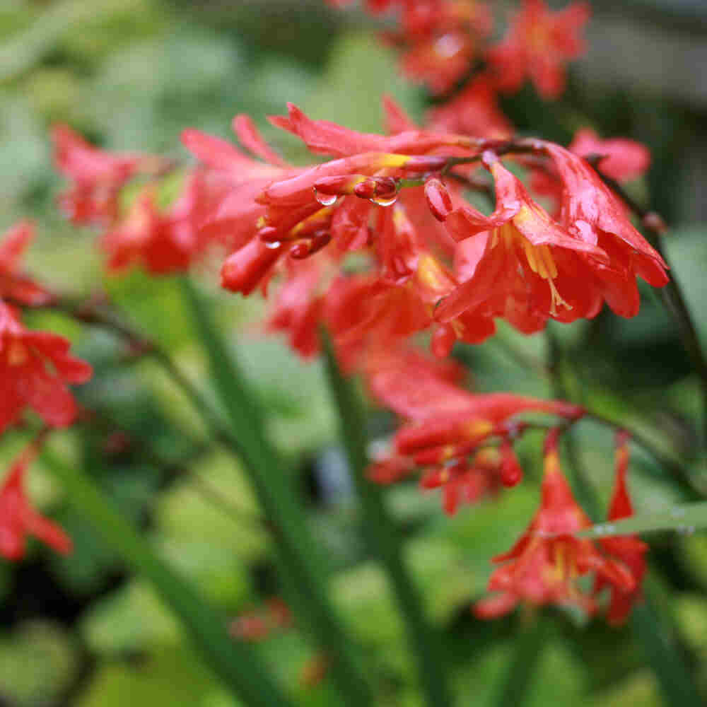 Crocosmia hybrid. 'Red King'