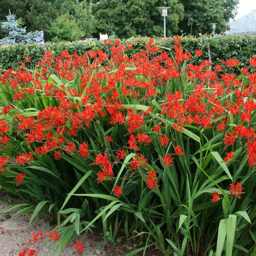 Crocosmia 'Lucifer'