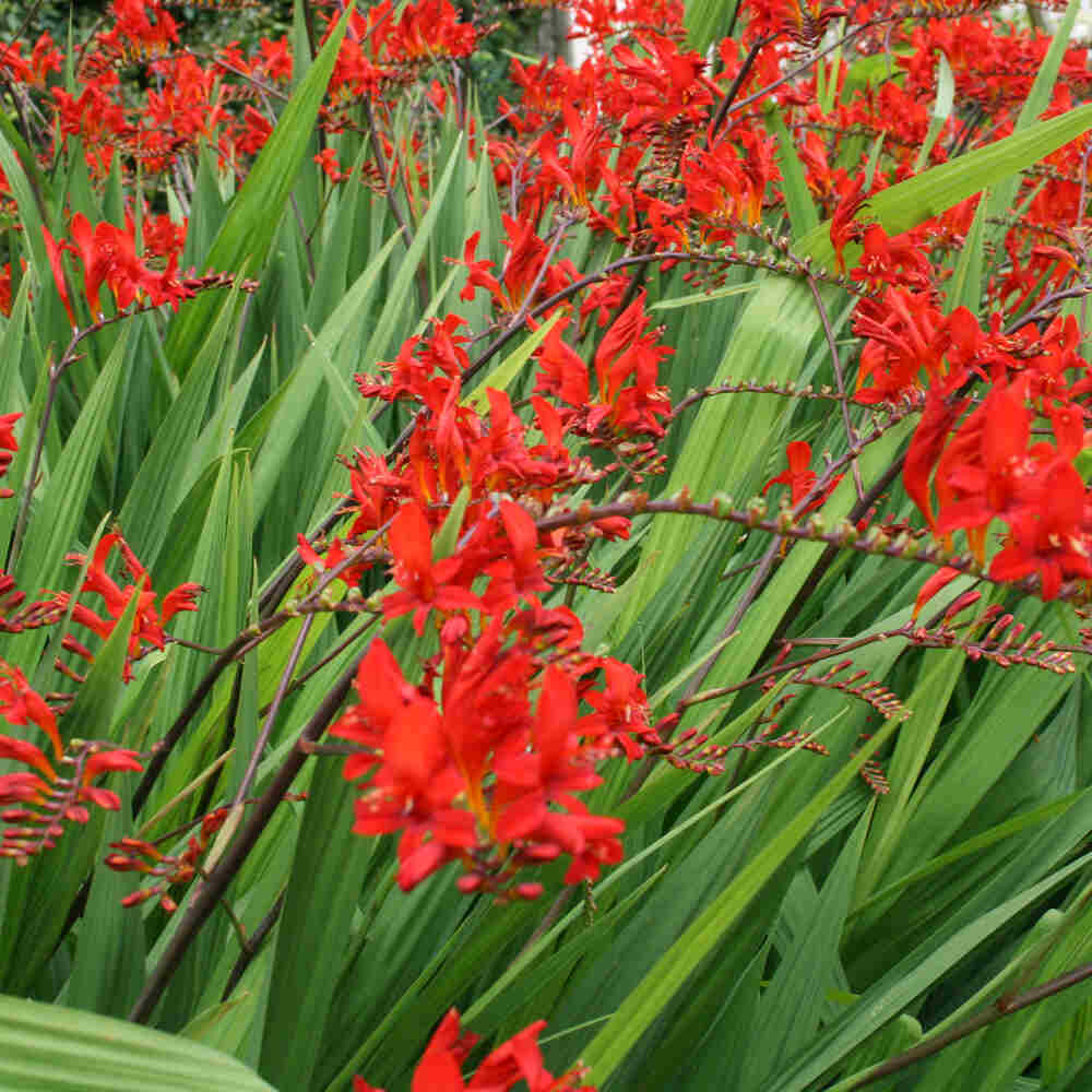 Crocosmia hybrid. 'Lucifer'