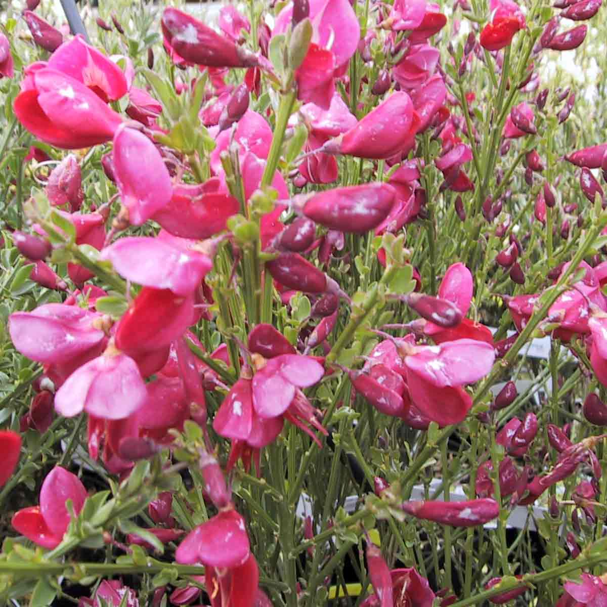 Cytisus 'Boskoop Ruby' 6,5 L