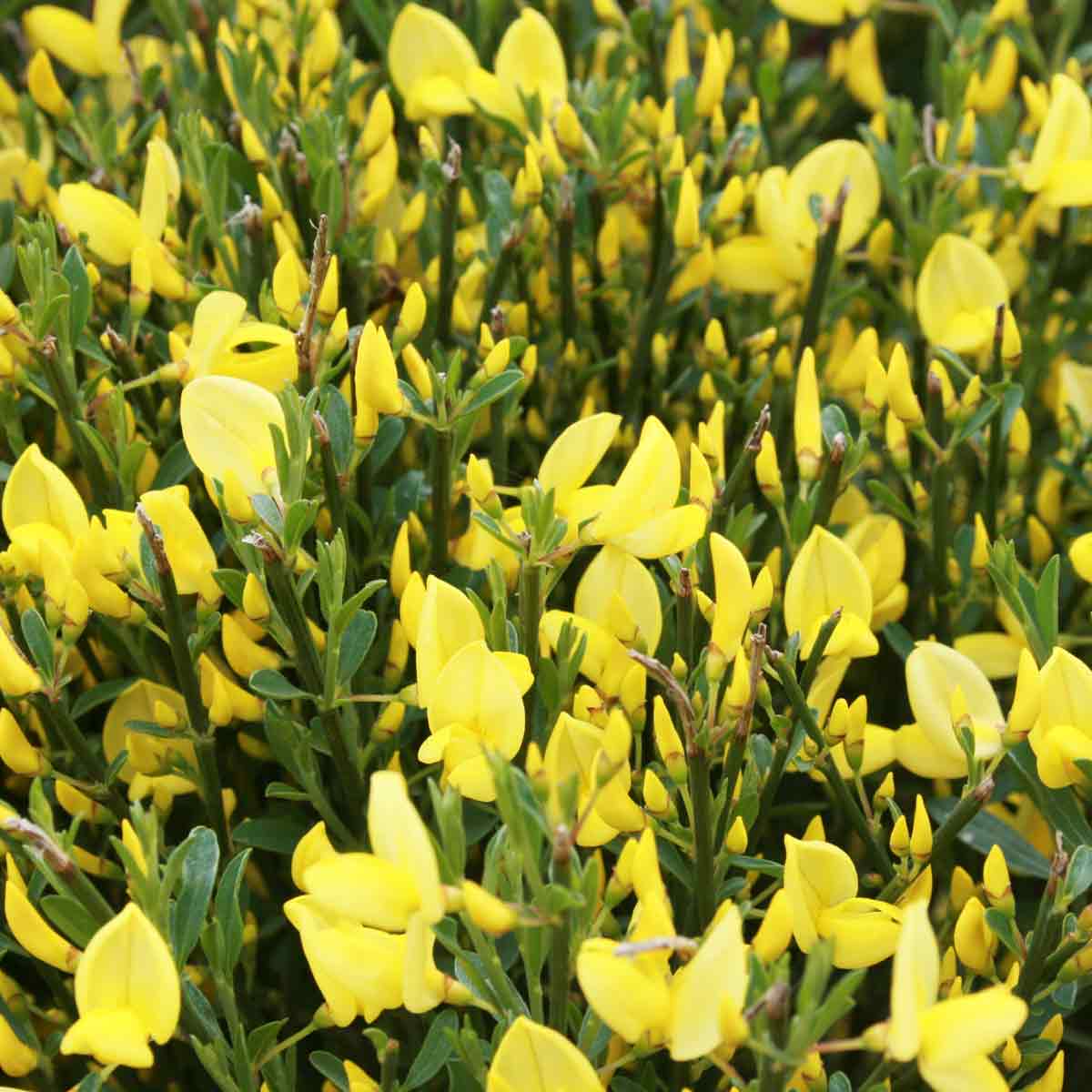 Cytisus praecox 'Allgold' C 4 45-