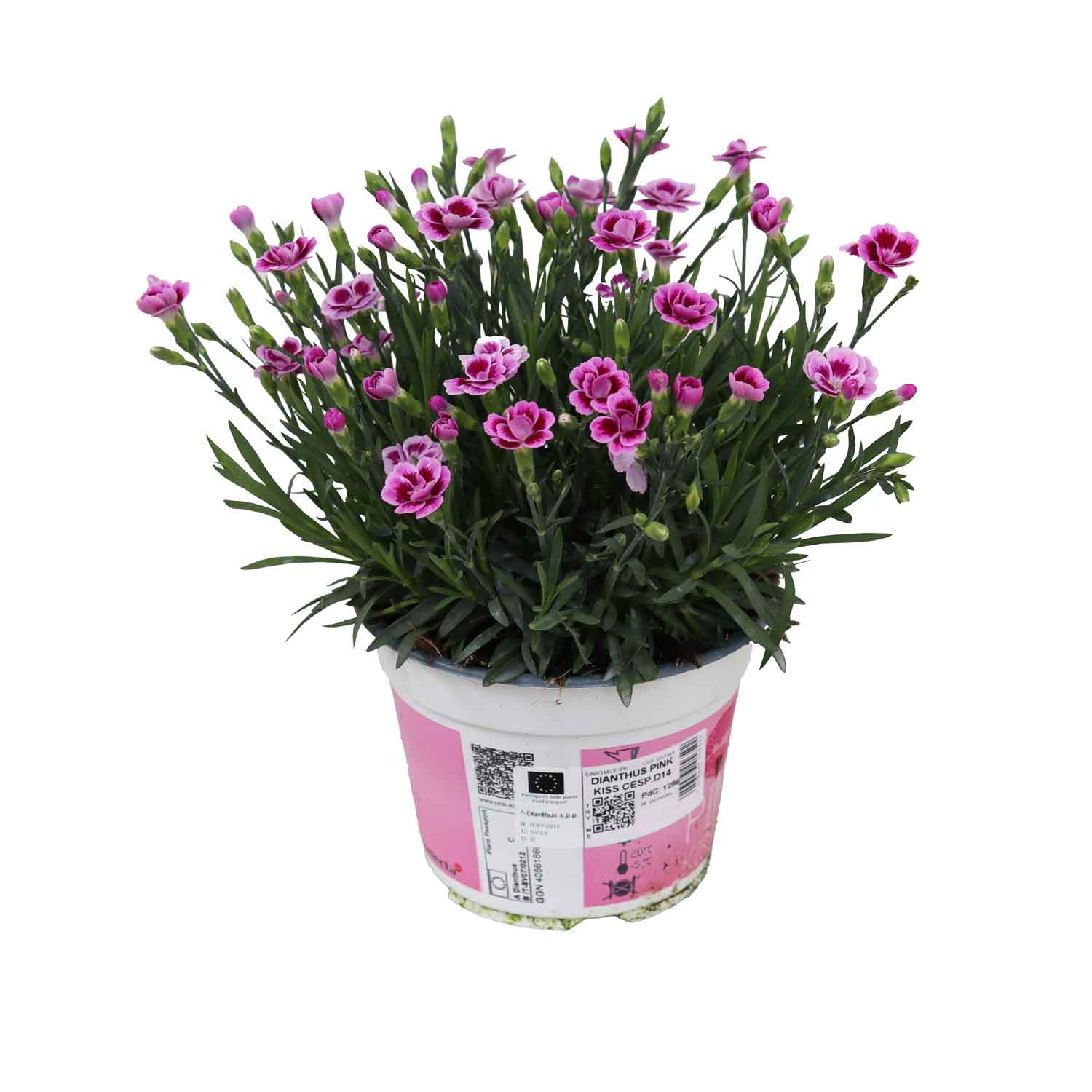 Dianthus Pink Kiss Cesp.D14