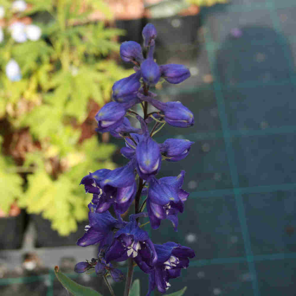 Delphinium Magic Fountain (Mørkeblå) 13 cm Potte