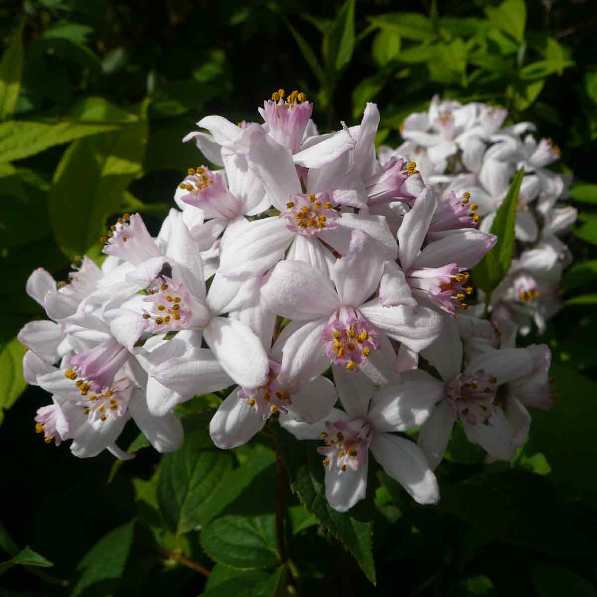 Star top - Deutzia hybrida 'Mont Rose' 40-50cm C6.5