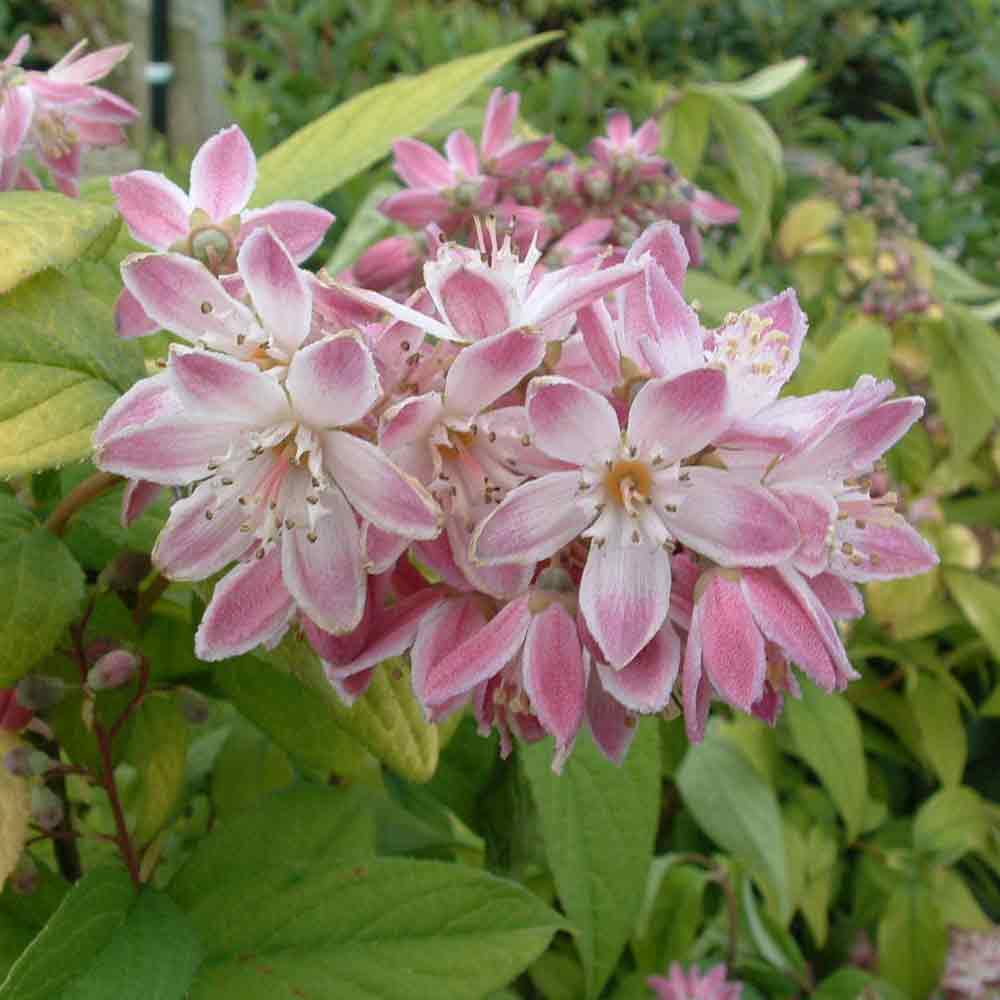 Deutzia hybrida 'Strawberry Fields' 6,5 L