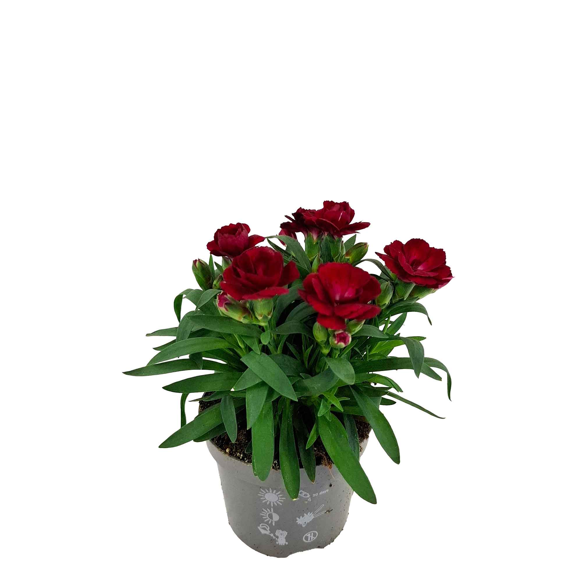 Dianthus Oscar Cherry 9cm