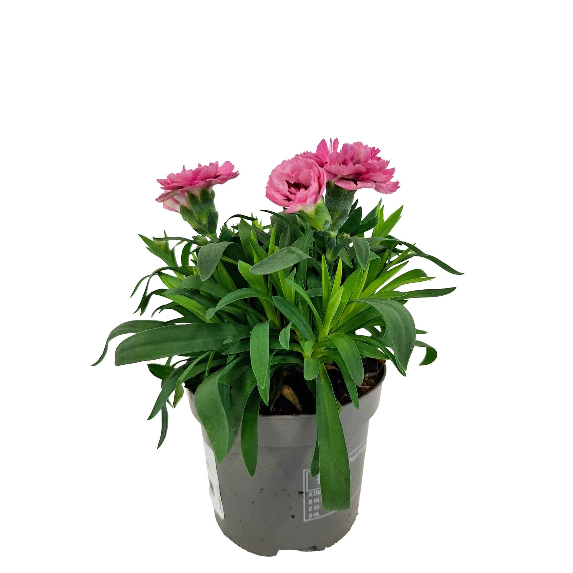 Dianthus Oscar Pink And Purple 9cm