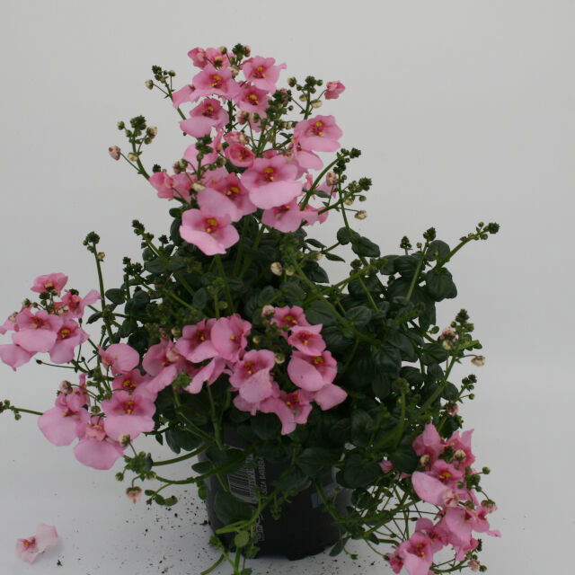 Tvillingblomst - Diascia barberae 12cm